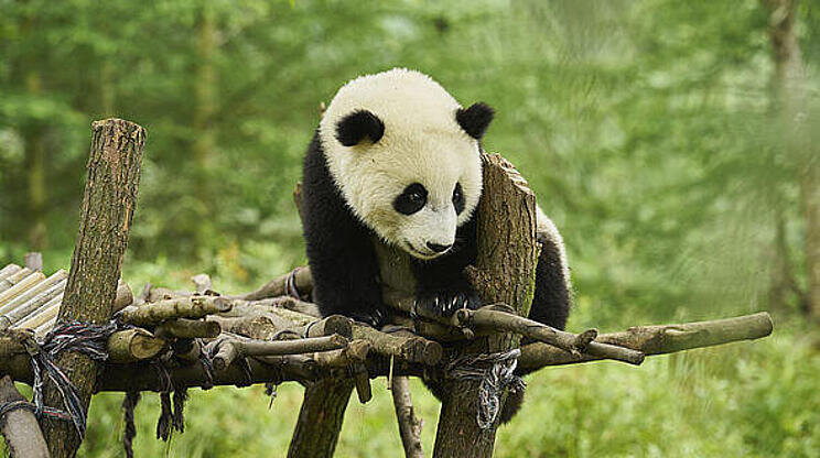 Panda a já